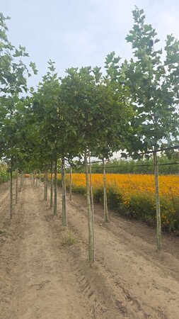 Platanus hisp. 'Alphen's Globe' 16-18 Hoogstam wortelgoed 3 X verplant