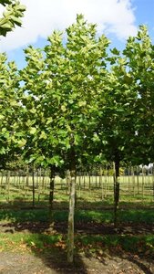 Platanus hispanica 25-30 Hoogstam draadkluit