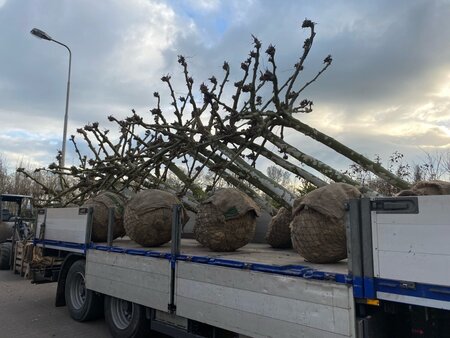 Platanus hispanica 35-40 Hoogstam draadkluit dakvorm 240 - afbeelding 2