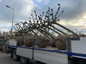 Platanus hispanica 35-40 Hoogstam draadkluit dakvorm 240 - afbeelding 2