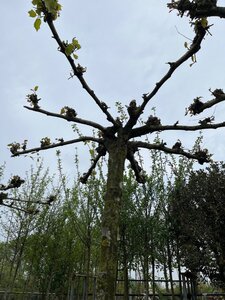 Platanus hispanica 35-40 STA WRB roof shape 240