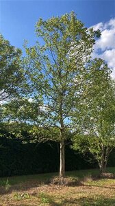 Platanus hispanica 70-80 STA WRB