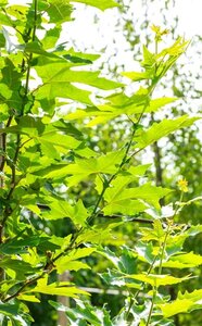 Platanus or. 'Minaret' 10-12 Hoogstam wortelgoed - afbeelding 5