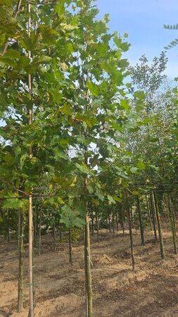 Platanus orientalis 12-14 Hoogstam wortelgoed 2 X verplant - afbeelding 1