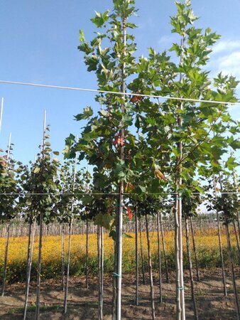 Platanus orientalis 12-14 Hoogstam wortelgoed 2 X verplant - afbeelding 2