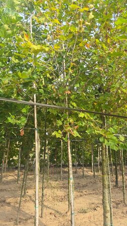Platanus orientalis 14-16 Hoogstam wortelgoed 2 X verplant