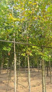 Platanus orientalis 14-16 Hoogstam wortelgoed 2 X verplant