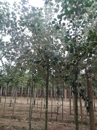 Populus alba 12-14 Hoogstam wortelgoed 2 X verplant - afbeelding 3