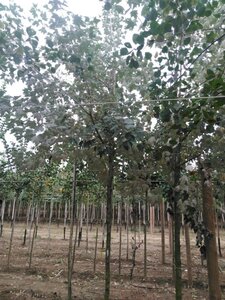 Populus alba 12-14 Hoogstam wortelgoed 2 X verplant - afbeelding 3