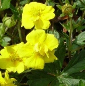 Potentilla aurea geen maat specificatie 0,55L/P9cm