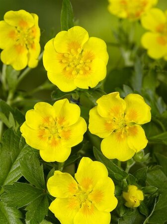 Potentilla aurea geen maat specificatie 0,55L/P9cm - afbeelding 2