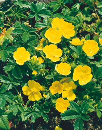 Potentilla aurea geen maat specificatie 0,55L/P9cm - afbeelding 3