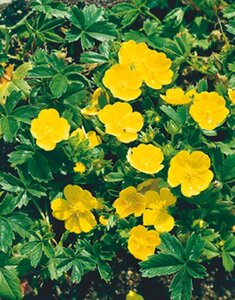 Potentilla aurea geen maat specificatie 0,55L/P9cm - afbeelding 3