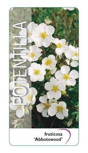 Potentilla f. 'Abbotswood' 25-30 cm cont. 3,0L