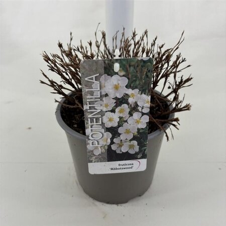 Potentilla f. 'Abbotswood' 25-30 cm cont. 3,0L - afbeelding 3