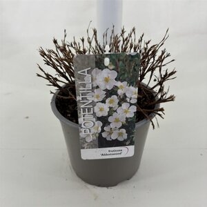 Potentilla f. 'Abbotswood' 25-30 cm cont. 3,0L - afbeelding 3