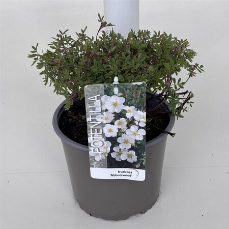 Potentilla f. 'Abbotswood' 25-30 cm cont. 3,0L - afbeelding 2