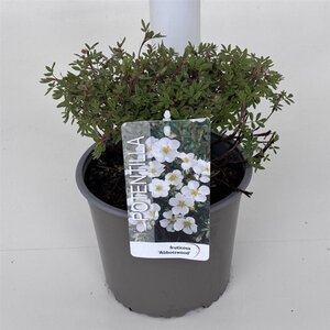 Potentilla f. 'Abbotswood' 25-30 cm cont. 3,0L - afbeelding 2