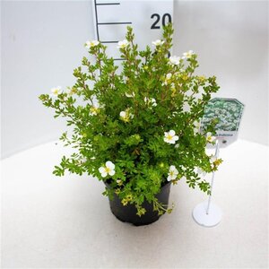 Potentilla f. 'Abbotswood' 25-30 cm cont. 3,0L - afbeelding 2