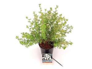 Potentilla f. 'Abbotswood' 30-40 cm cont. 3,0L