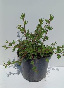 Potentilla f. 'Abbotswood' 30-40 cm cont. 3,0L - afbeelding 2
