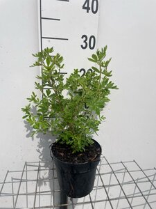 Potentilla f. 'Abbotswood' geen maat specificatie cont. 1,3L