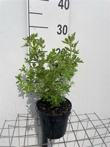 Potentilla f. 'Abbotswood' geen maat specificatie cont. 1,3L