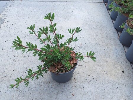 Potentilla f. 'Abbotswood' geen maat specificatie cont. 1,3L