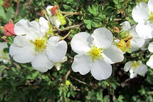 Potentilla f. 'Abbotswood' geen maat specificatie cont. 1,5L - afbeelding 5