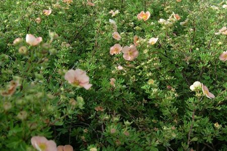 Potentilla f. 'Daydawn' geen maat specificatie cont. 2,0L - afbeelding 1