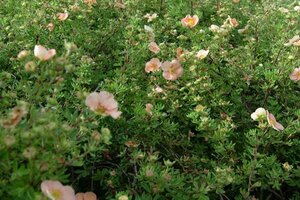 Potentilla f. 'Daydawn' geen maat specificatie cont. 2,0L