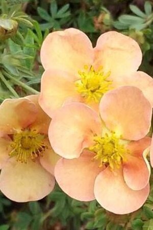 Potentilla f. 'Daydawn' geen maat specificatie cont. 2,0L - afbeelding 2
