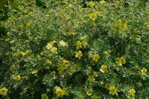 Potentilla f. 'Elizabeth' geen maat specificatie cont. 2,0L