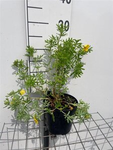 Potentilla f. 'Goldfinger' geen maat specificatie cont. 1,3L