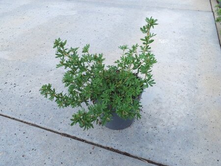 Potentilla f. 'Goldfinger' geen maat specificatie cont. 1,3L