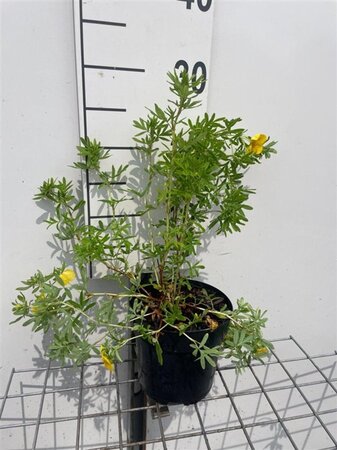 Potentilla f. 'Goldfinger' geen maat specificatie cont. 1,3L