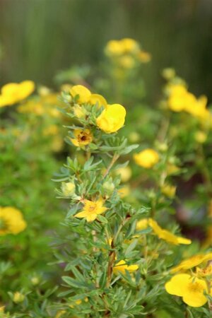 Potentilla f. 'Goldfinger' geen maat specificatie cont. 1,5L - afbeelding 2