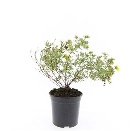 Potentilla f. 'Goldfinger' geen maat specificatie cont. 1,5L - image 5