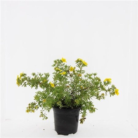 Potentilla f. 'Goldfinger' geen maat specificatie cont. 1,5L - image 6