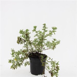 Potentilla f. 'Goldstar' geen maat specificatie cont. 1,5L