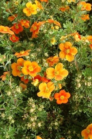 Potentilla f. 'Hopley's Orange' geen maat specificatie cont. 3,0L