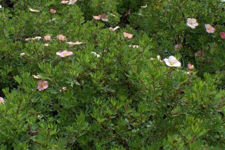 Potentilla f. Lovely Pink 25-30 cm cont. 3,0L - afbeelding 1