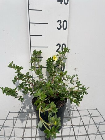 Potentilla f. 'Primrose Beauty' geen maat specificatie cont. 1,3L