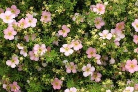 Potentilla f. 'Pretty Polly' geen maat specificatie cont. 1,5L - afbeelding 2