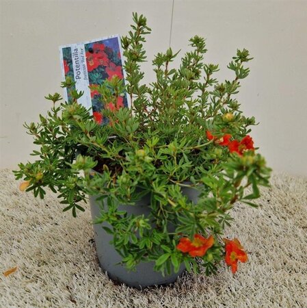 Potentilla f. 'Red Ace' 30-35 cm cont. 2,0L - afbeelding 1