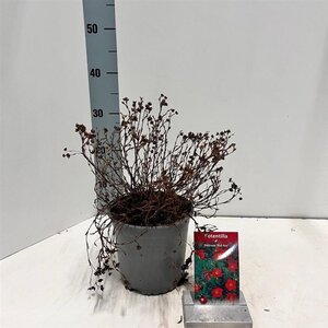 Potentilla f. 'Red Ace' 30-35 cm cont. 2,0L - afbeelding 2