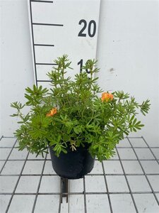 Potentilla f. 'Red Ace' geen maat specificatie cont. 1,3L
