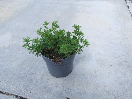 Potentilla f. 'Red Ace' geen maat specificatie cont. 1,3L