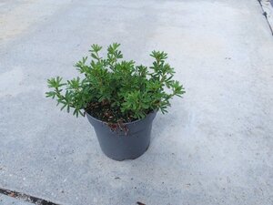 Potentilla f. 'Red Ace' geen maat specificatie cont. 1,3L