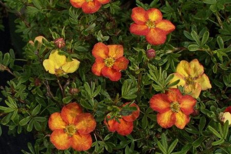 Potentilla f. 'Red Ace' geen maat specificatie cont. 1,5L - afbeelding 1
